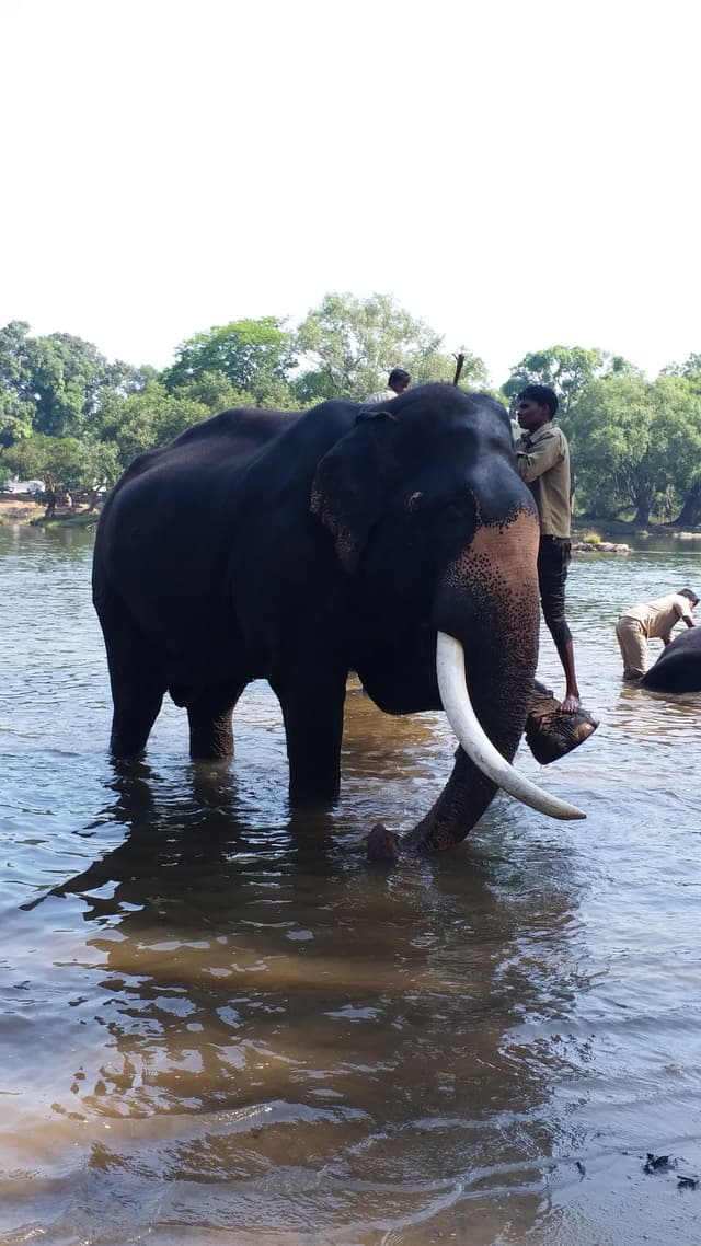 Elephant Bathing at the Riverbank: What to Know Before You Go