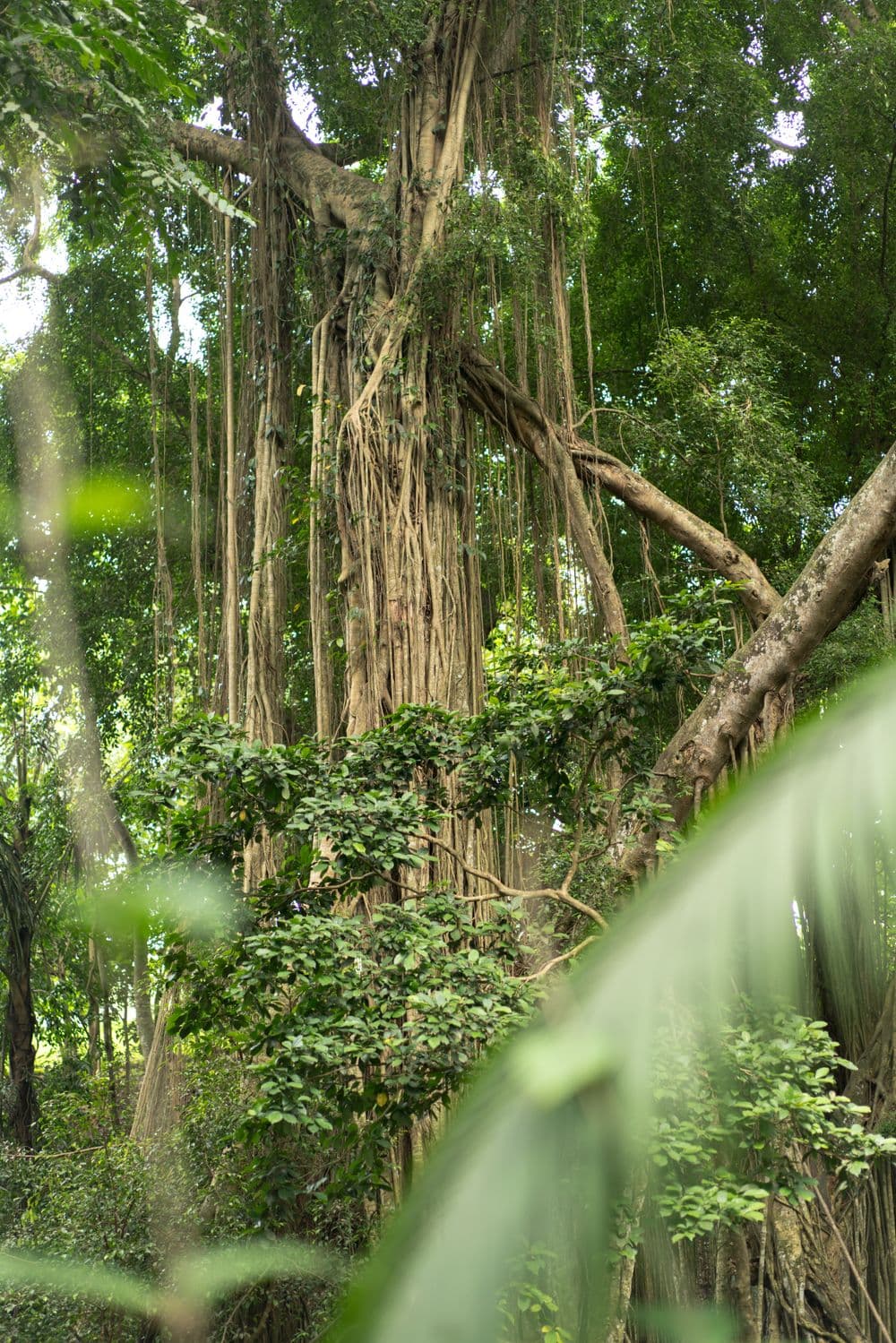 Guided Nature Walk