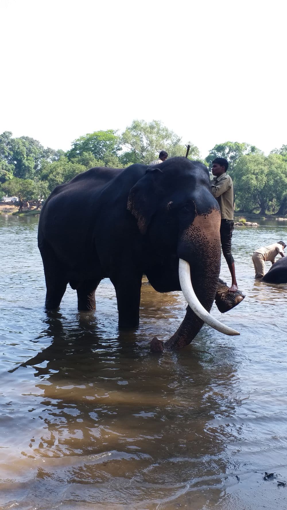 Elephant bathing in the Rapti river near Sauraha